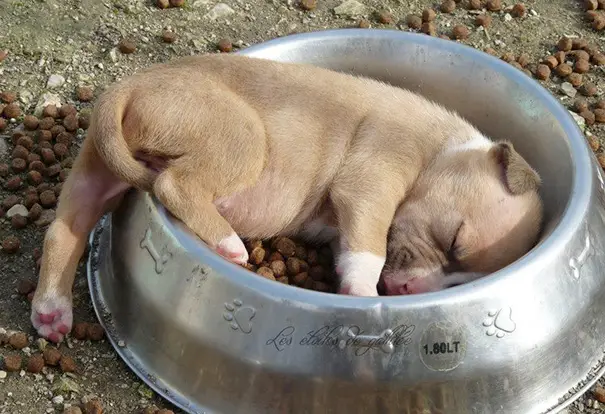 XX-Puppies-That-Can-Sleep-Anywhere-1__605