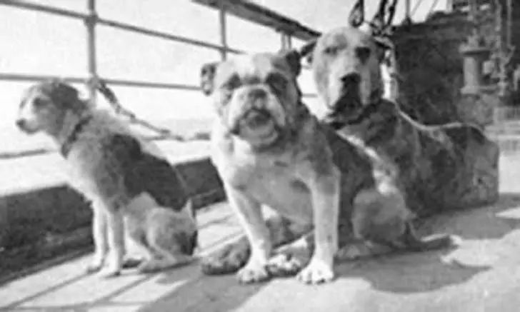 perros-titanic