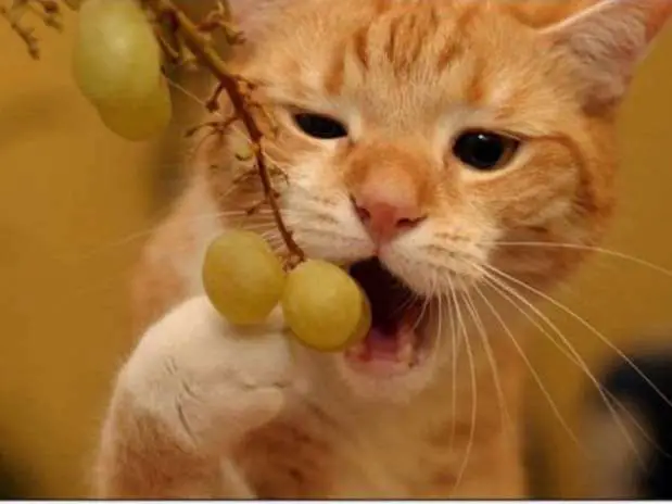 gato-come-uva