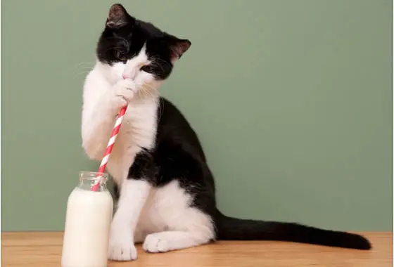 gatos leche