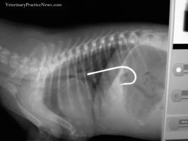 radiografia-mascotas12