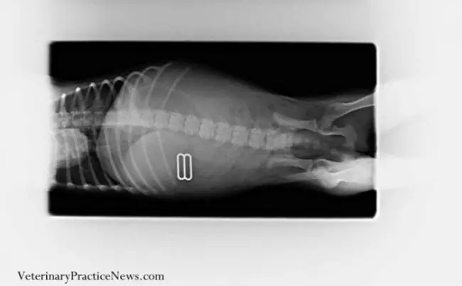 radiografia-mascotas17