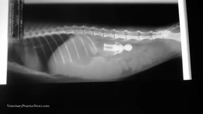 radiografia-mascotas5
