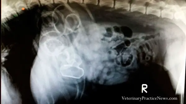 radiografia-mascotas8