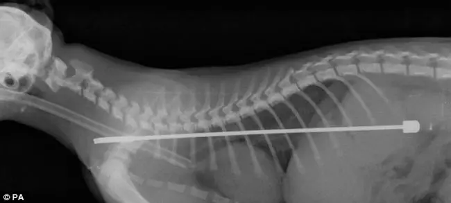 radiografia-mascotas9