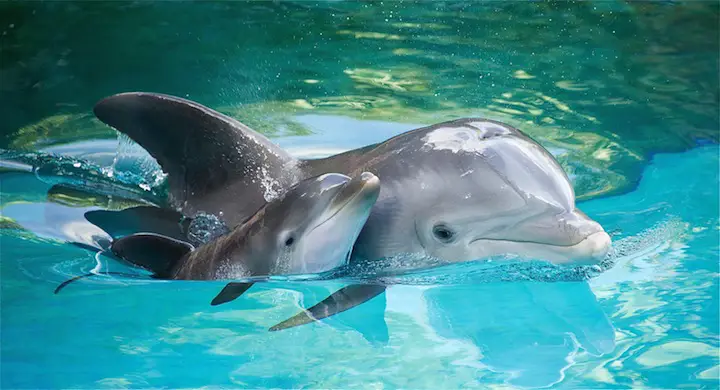 Delfin-nacimiento
