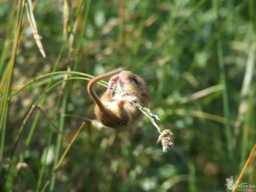 wild-mouse-photography-16 (1)