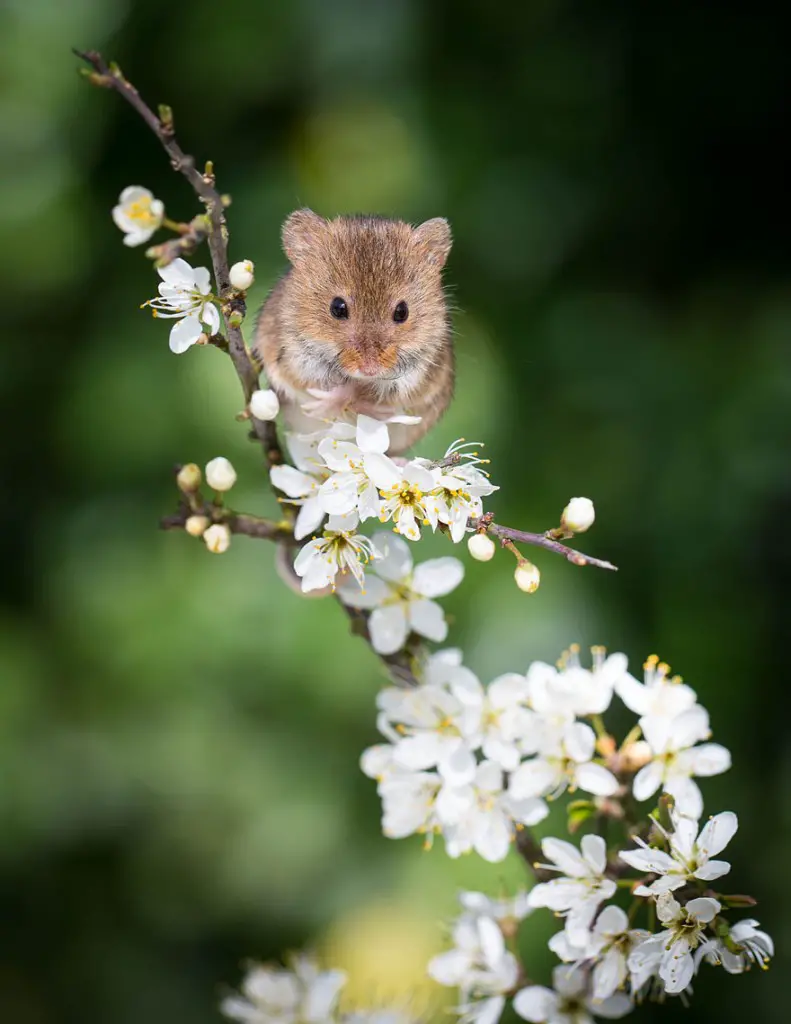 wild-mouse-photography-27