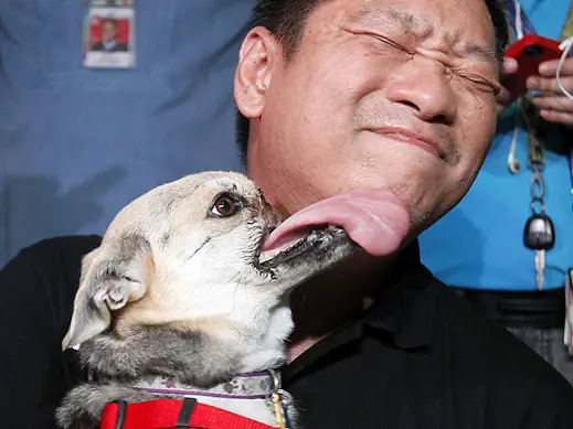 Dog hero 'Kabang' returned home,
