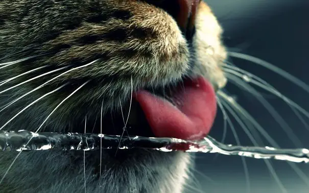 animals-cats-funny-tongue-water-1019554-1920x1200__605