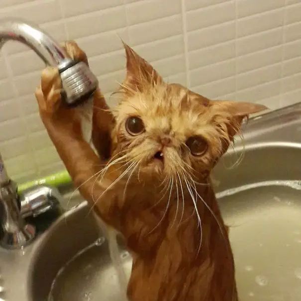 cat-loves-water-bath-10__605