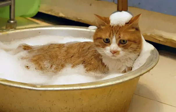 cat-loves-water-bath-23__605