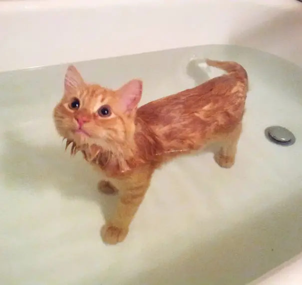 cat-loves-water-bath-26__605