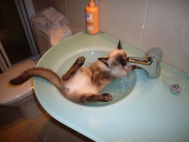 cat-loves-water-bath-31__605