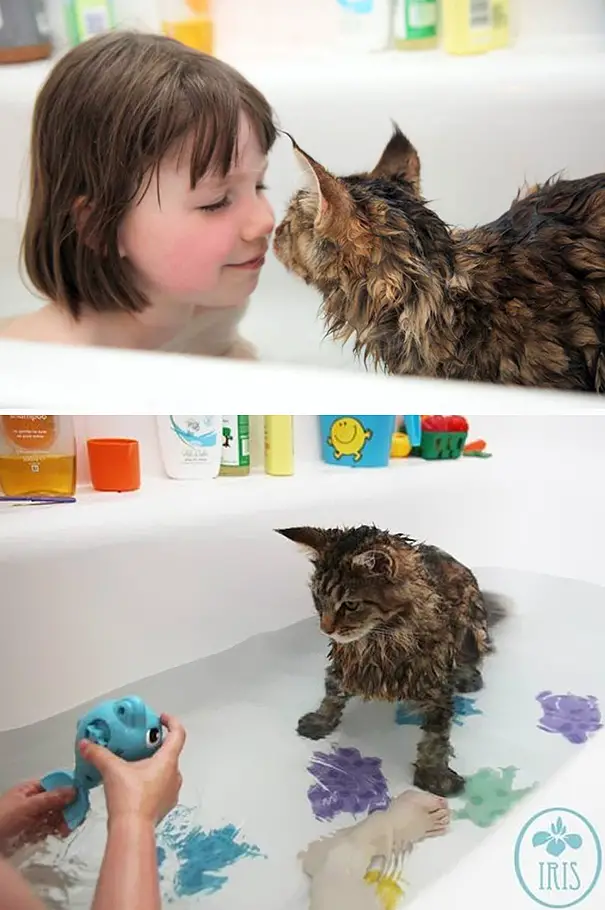 cat-loves-water-bath-421__605
