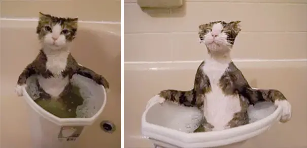 cat-loves-water-bath-4__605