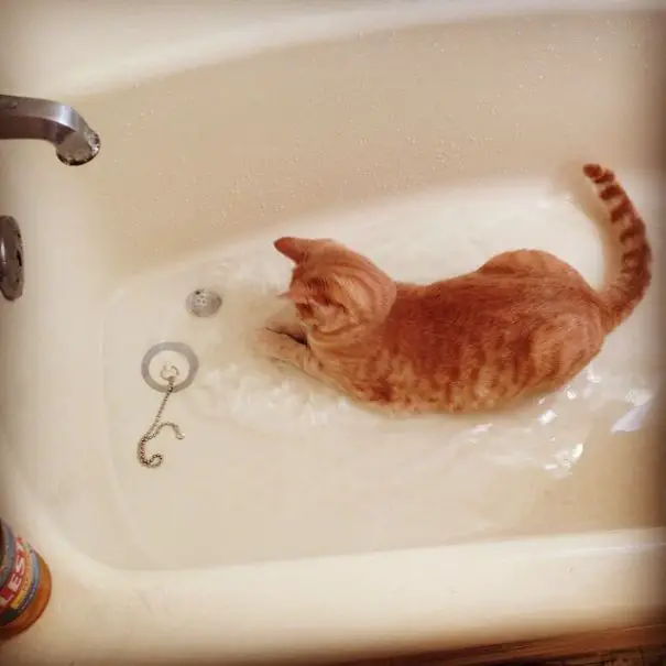 cat-loves-water-bath-9__605