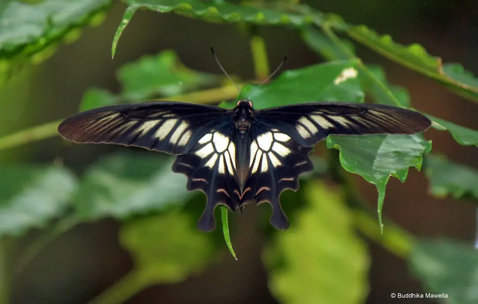 Conoce las 23 mariposas más HERMOSAS del mundo ¡Parecen una obra de