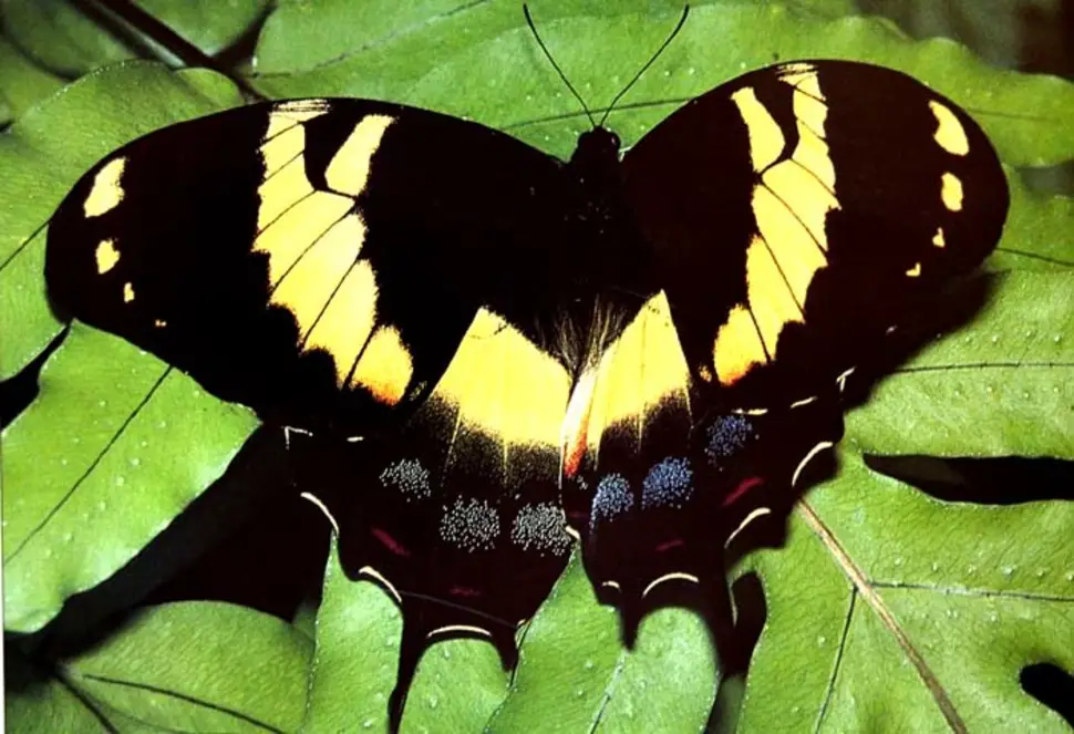 8. Jamaicano gigante de Swallowtail.