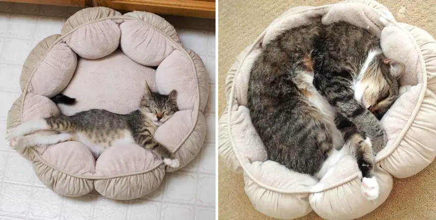 before-and-after-growing-up-cats-11__880