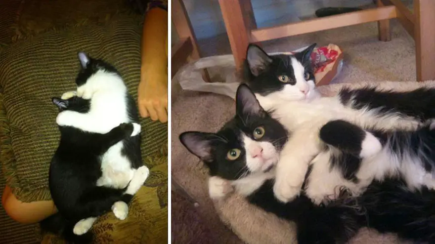 before-and-after-growing-up-cats-29__880