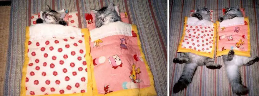 cat-before-after-200__880
