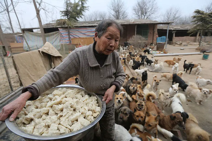 china-1300-stray-dog-shelter-wang-yanfang-2
