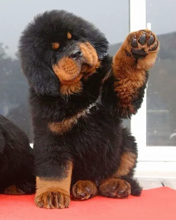 chubby-puppies-bear-cub-look-alikes-15__605