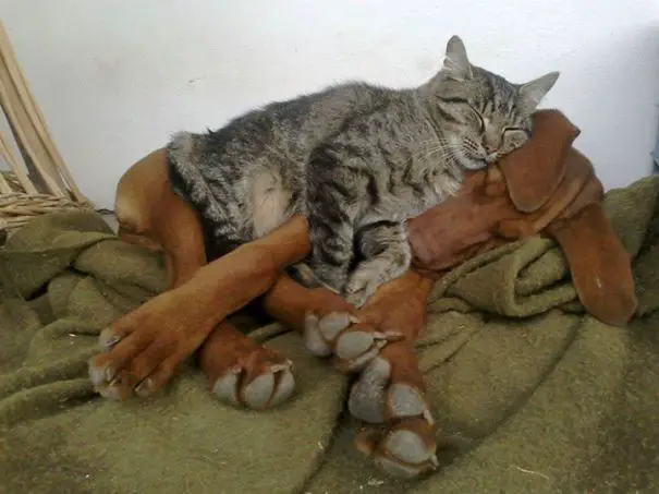 cute-cats-sleeping-on-dogs-30__605