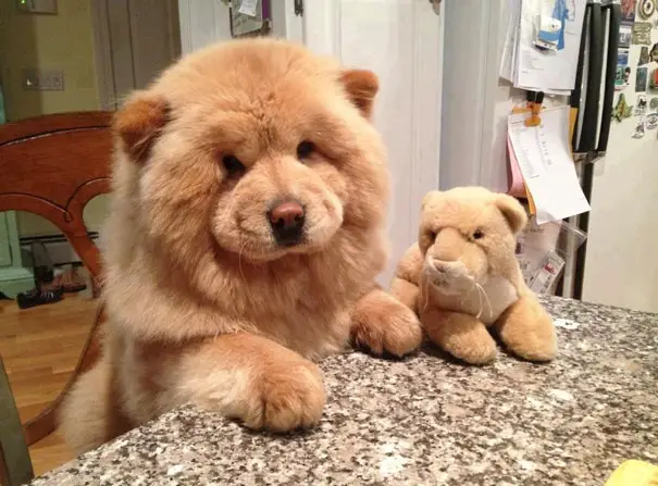 dog-look-like-teddy-bear-1__605