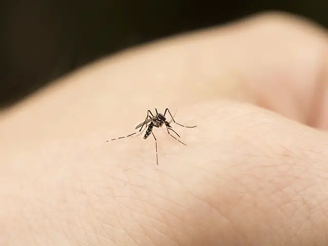 mosquito-piquete