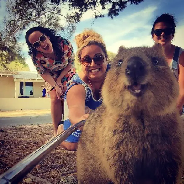 quokka-selfie-trend-cute-rodent-australia-16__605