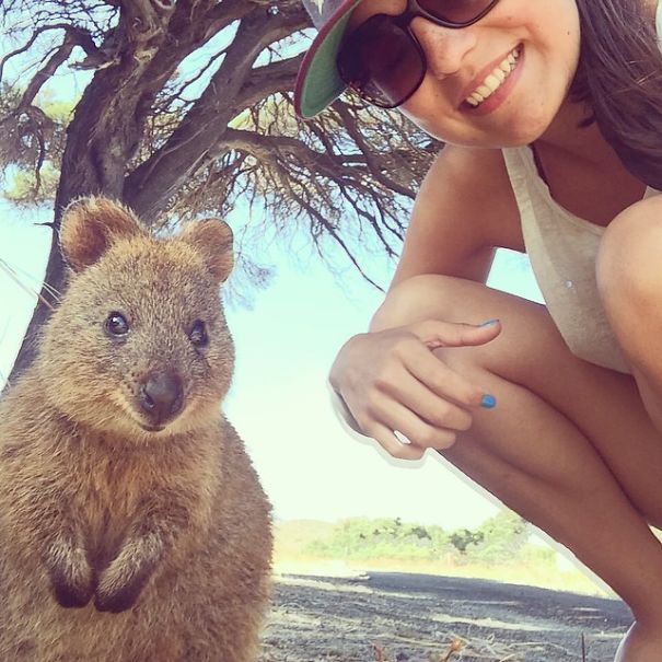 quokka-selfie-trend-cute-rodent-australia-17__605