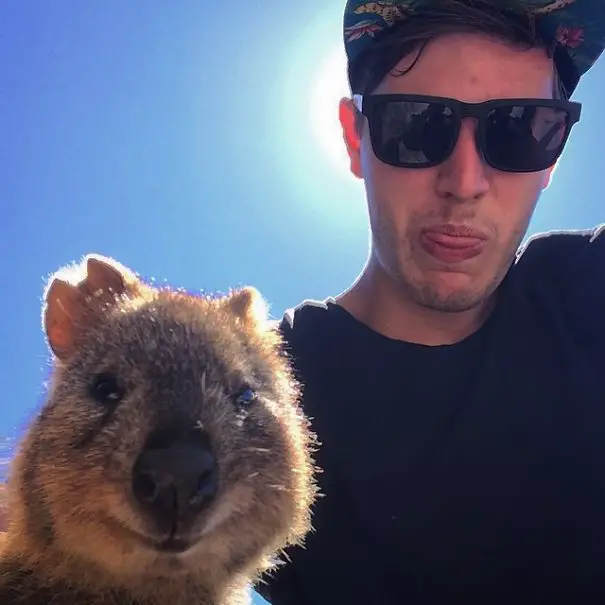 quokka-selfie-trend-cute-rodent-australia-1__605