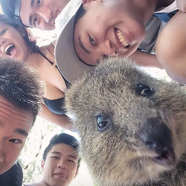 quokka-selfie-trend-cute-rodent-australia-4__605
