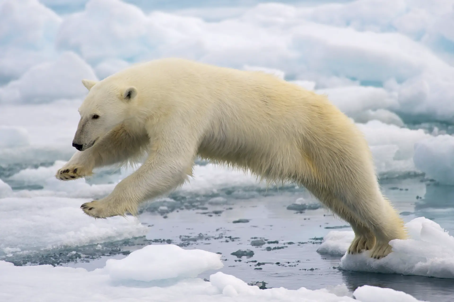 Frame-filling portrait of a young Polar Bear male jumping in the pack ice