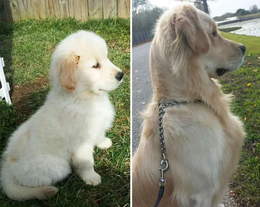 XX-before-and-after-dogs-growing-up-__880