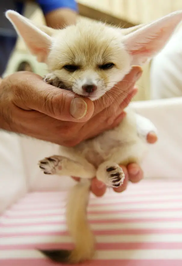 cute-baby-animals-palms-hands-23__605