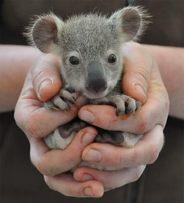 cute-baby-animals-palms-hands-47__605