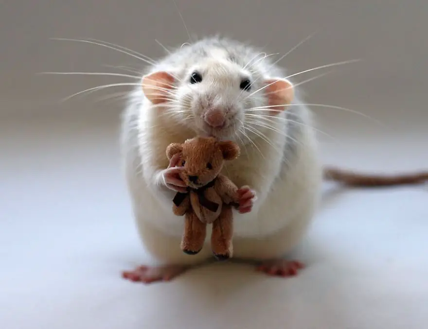 cute-pet-rats-26__880