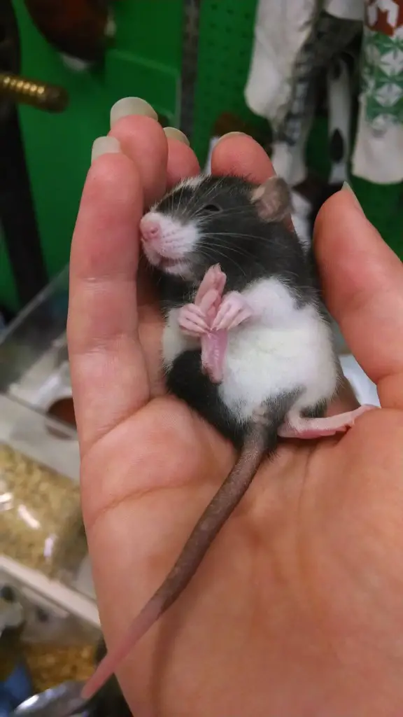 cute-pet-rats-29__880