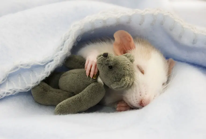 cute-pet-rats-37__880