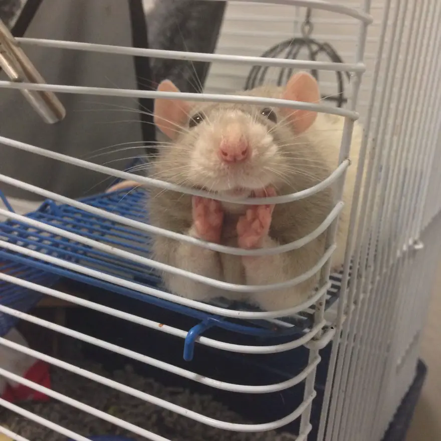 cute-pet-rats-47__880