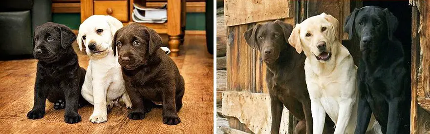 dogs-before-and-after-28__880