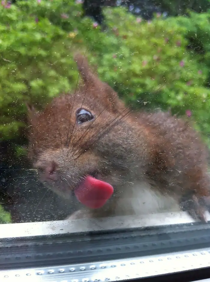 funny-animals-licking-glass-23__700