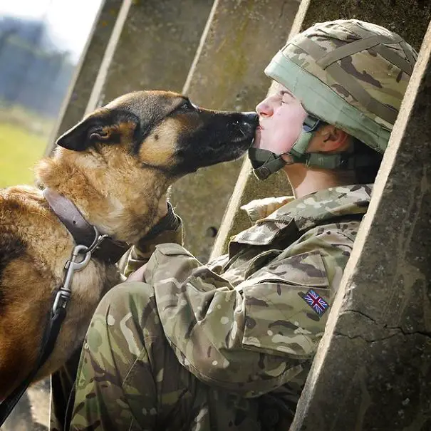 soldier-pet-resque-animal-war-22__605