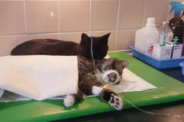 veterinary-nurse-cat-hugs-shelter-animals-radamenes-bydgoszcz-poland-10