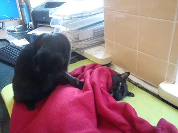 veterinary-nurse-cat-hugs-shelter-animals-radamenes-bydgoszcz-poland-7