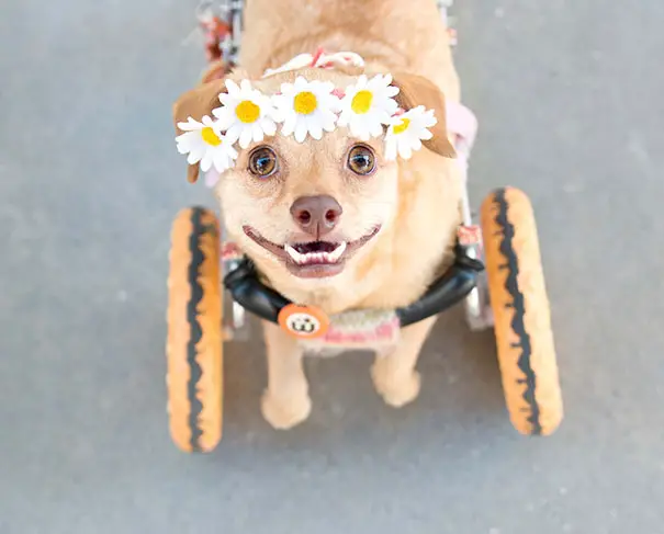 adopted-disabled-dog-daisy-underbite-unite-3