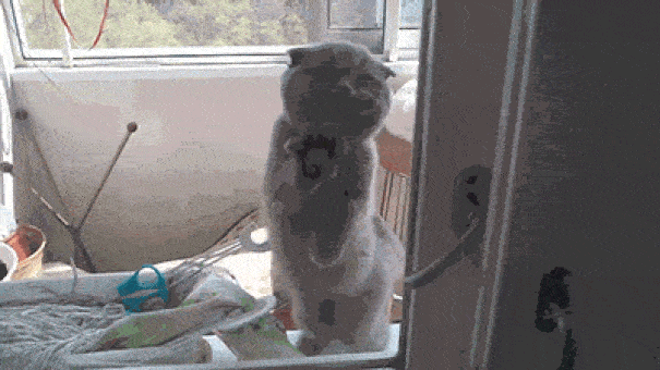 funny-animal-outside-door-let-me-in-13__605